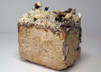 image of mycelium brick development