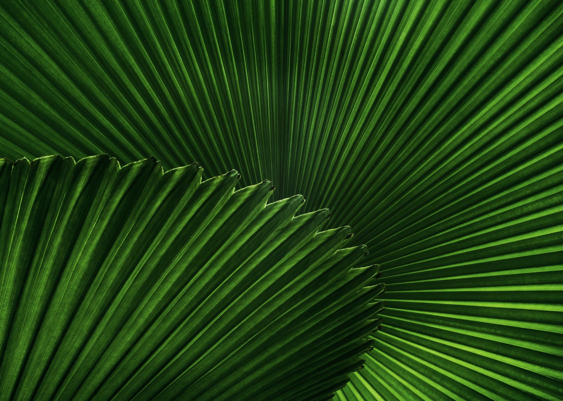 green leaf-unsplash