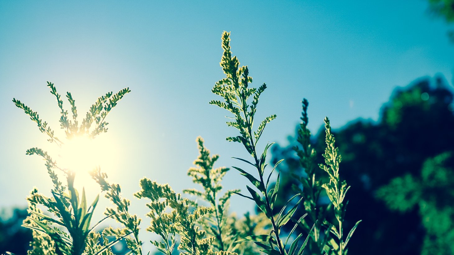 Image of plants for climate sensitive design